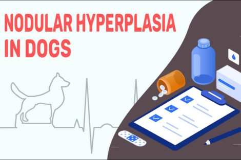 Nodular Hyperplasia In Dogs