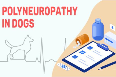 Polyneuropathy In Dogs