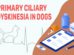 Primary Ciliary Dyskinesia In Dogs