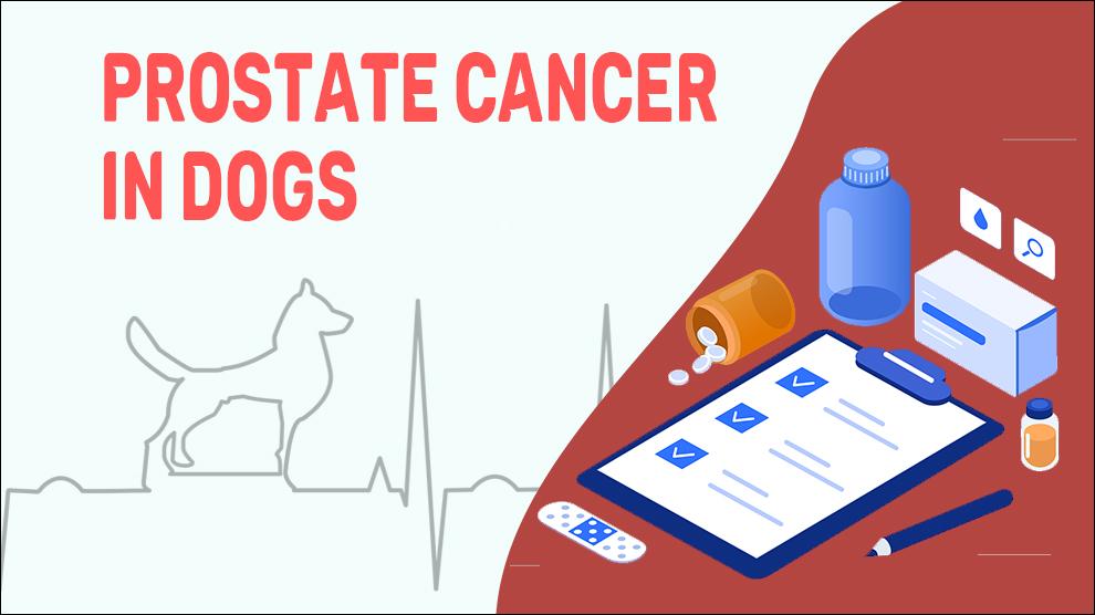 Prostate Cancer In Dogs