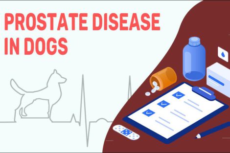 Prostate Disease In Dogs