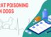 Rat Poisoning In Dogs