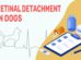 Retinal Detachment In Dogs