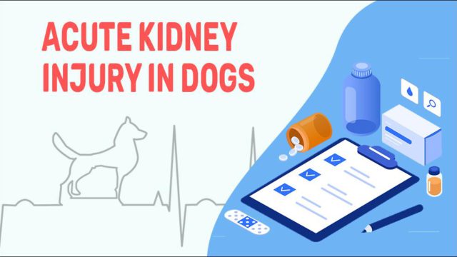 acute-kidney-injury-in-dogs-petmoo