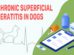 Chronic Superficial Keratitis In Dogs