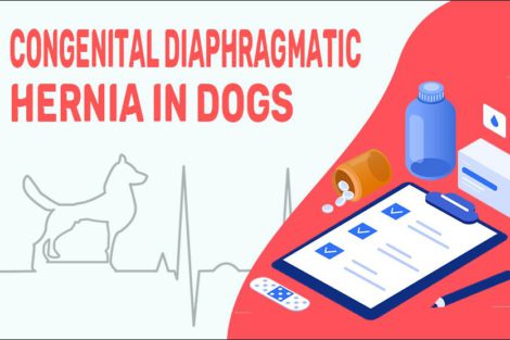 Congenital Diaphragmatic Hernia In Dogs