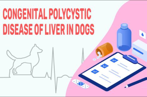 Congenital Polycystic Disease Of Liver In Dogs