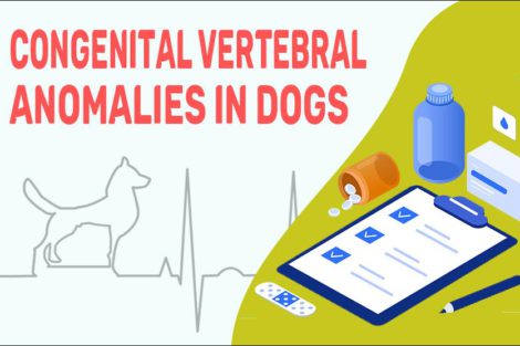 Congenital Vertebral Anomalies In Dogs