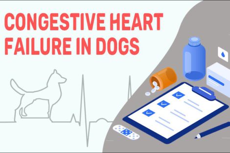 Congestive Heart Failure In Dogs