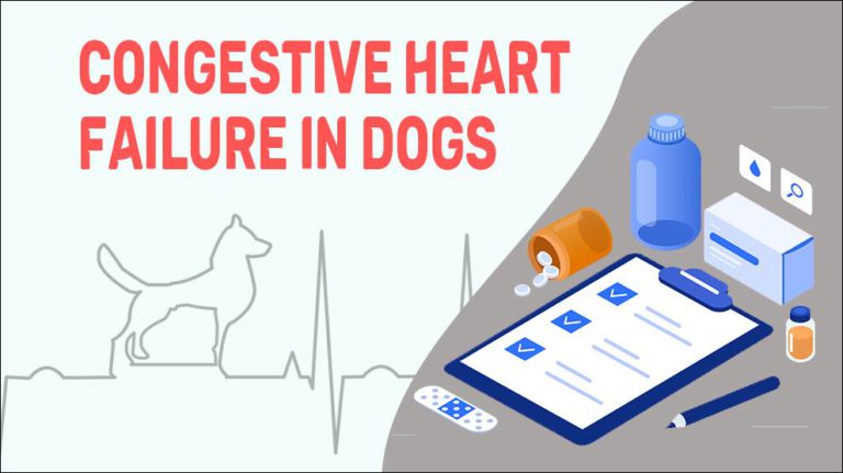 congestive-heart-failure-in-dogs-petmoo