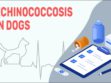 Echinococcosis In Dogs