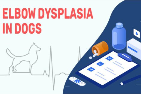 Elbow Dysplasia In Dogs