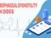 Esophageal Dysmotility In Dogs