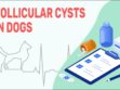 Follicular Cysts In Dogs