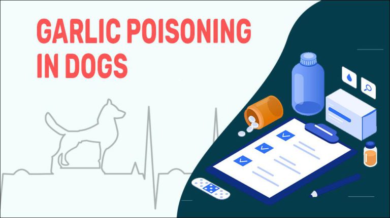 garlic-poisoning-in-dogs-petmoo