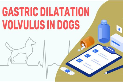 Gastric Dilatation Volvulus In Dogs