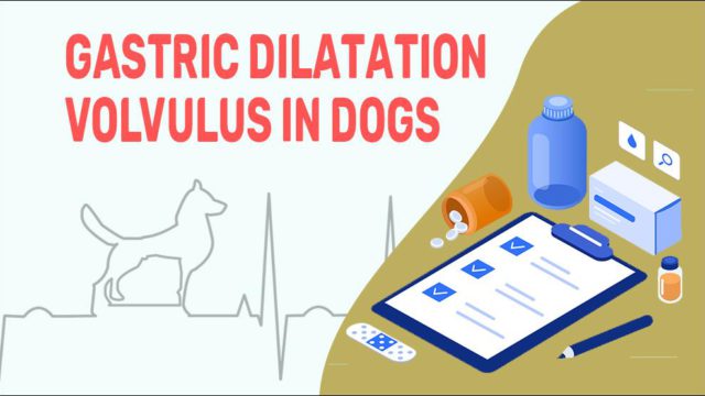 Gastric Dilatation Volvulus In Dogs - Petmoo