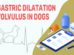 Gastric Dilatation Volvulus In Dogs