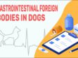 Gastrointestinal Foreign Bodies In Dogs