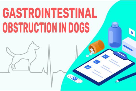 Gastrointestinal Obstruction In Dogs