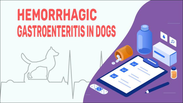 hemorrhagic-gastroenteritis-in-dogs-petmoo