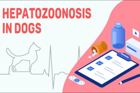 Hepatozoonosis In Dogs