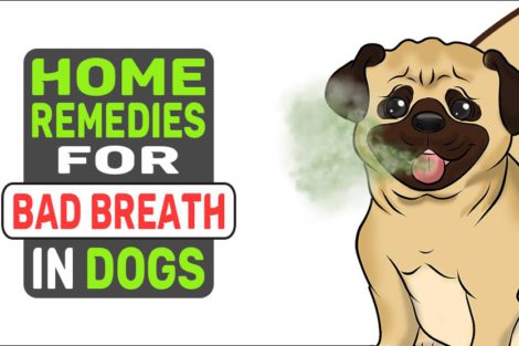 Home Remedies For Bad Breath In Dogs