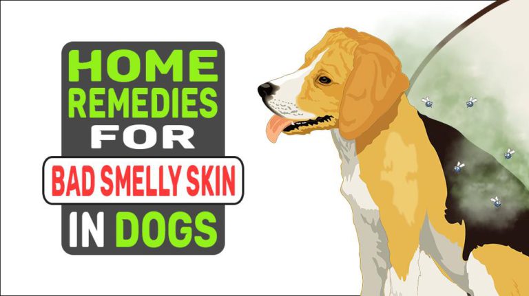 home-remedies-for-bad-smelly-skin-in-dogs-petmoo