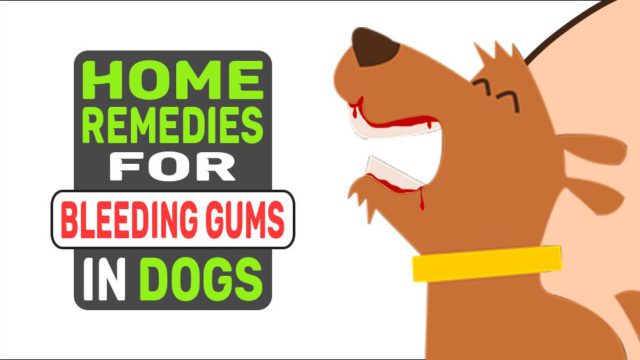 Home Remedies For Bleeding Gums In Dogs - Petmoo