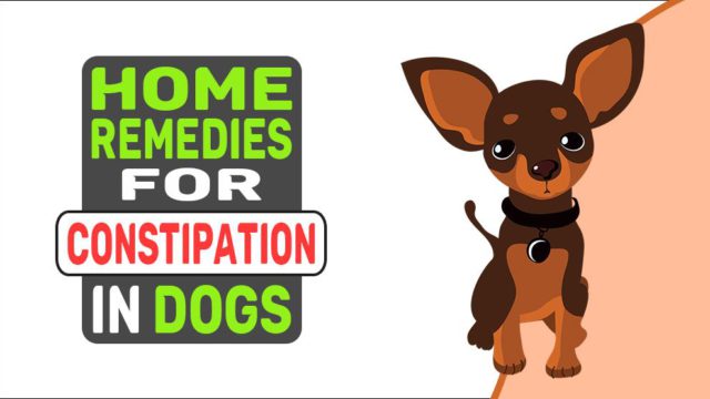 Home Remedies For Constipation In Dogs - Petmoo