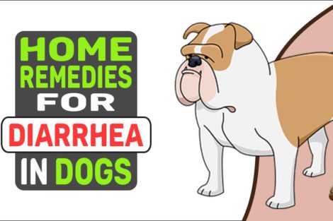 Home Remedies For Diarrhea In Dogs