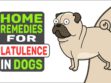 Home Remedies For Flatulence In Dogs