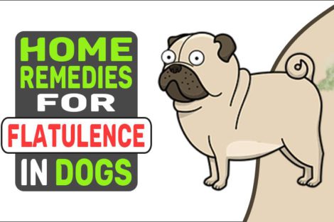 Home Remedies For Flatulence In Dogs