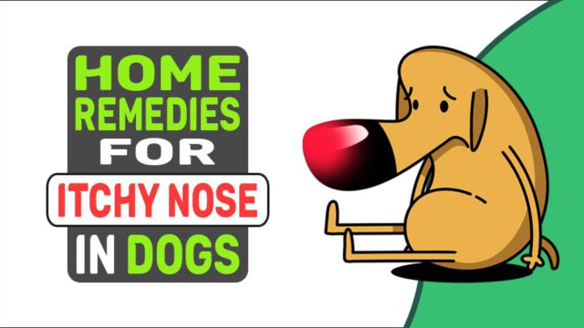 Home Remedies For Itchy Nose In Dogs - Petmoo