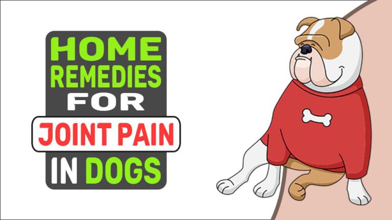 home-remedies-for-joint-pain-in-dogs-petmoo