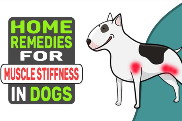 Home Remedies For Muscle Stiffness In Dogs