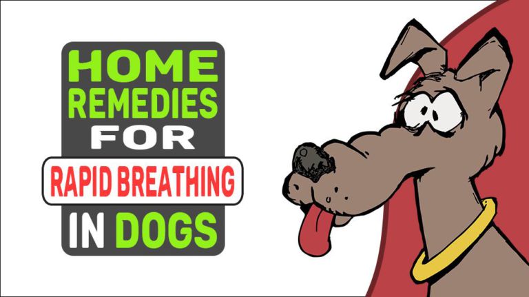 home-remedies-for-rapid-breathing-in-dogs-petmoo