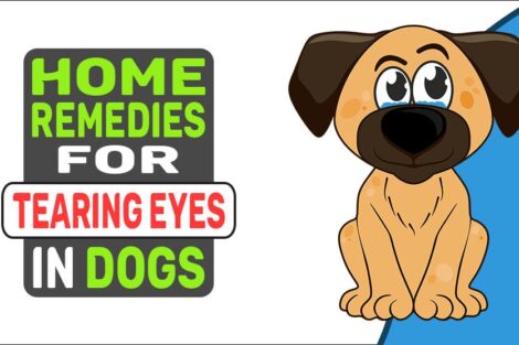 Home Remedies For Tearing Eyes In Dogs