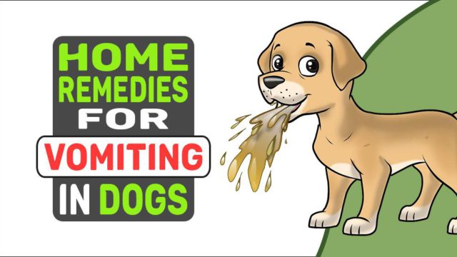 Home Remedies For Vomiting In Dogs - Petmoo