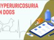 Hyperuricosuria In Dogs