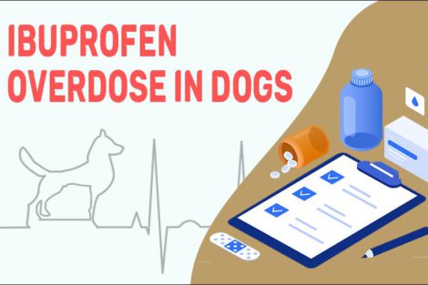 Ibuprofen Overdose In Dogs