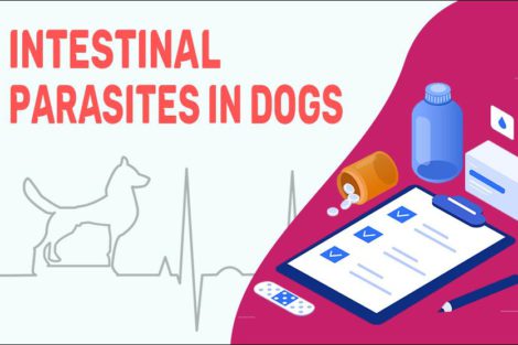 Intestinal Parasites In Dogs