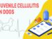 Juvenile Cellulitis In Dogs