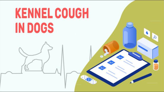 Kennel Cough In Dogs - Causes, Symptoms & Treatment - Petmoo