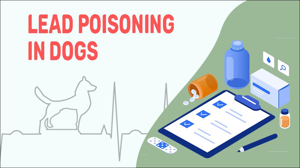 Lead Poisoning In Dogs Petmoo My Pets Routine