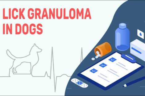 Lick Granuloma In Dogs