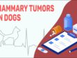 Mammary Tumors In Dogs