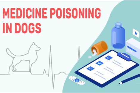 Medicine Poisoning In Dogs