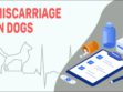 Miscarriage In Dogs