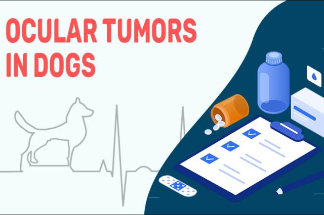 Ocular Tumors In Dogs